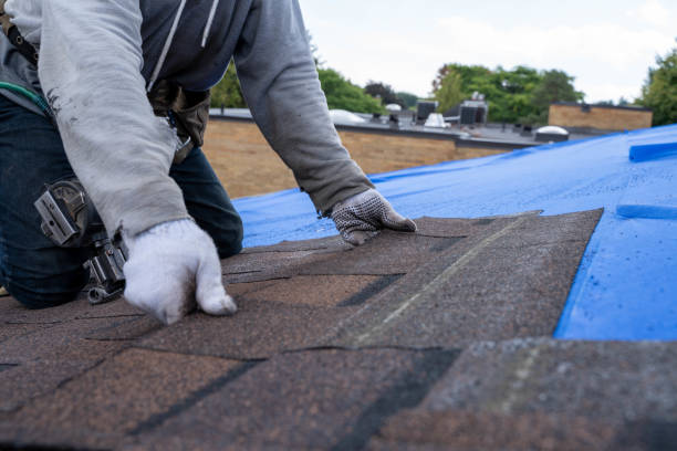 Best Roof Moss and Algae Removal  in Lambert, MS